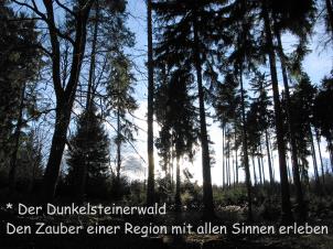 Zauberhafter Dunkelsteinerwald